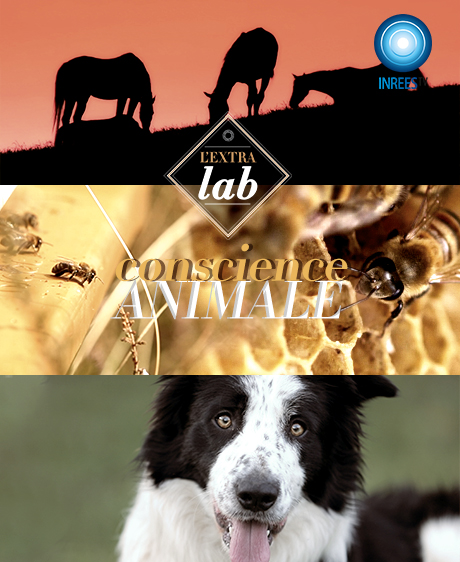 Conscience animale - L'EXTRA Lab S4E5