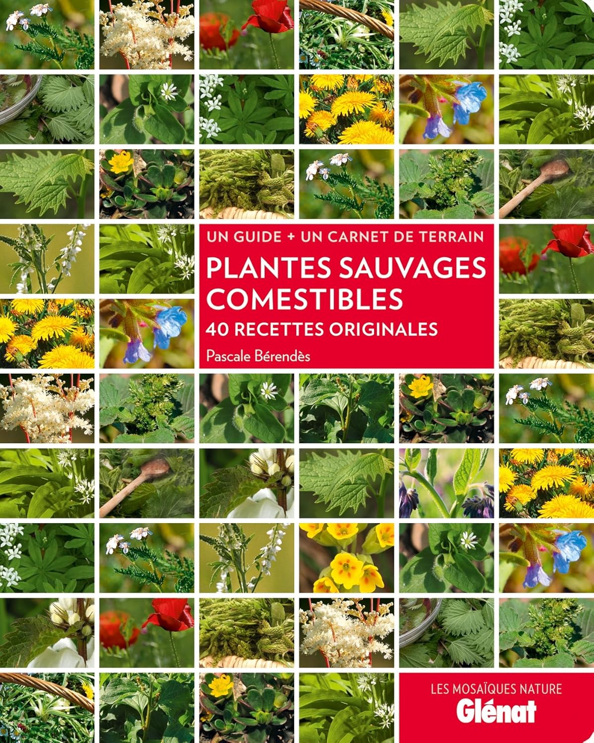 Plantes sauvages comestibles