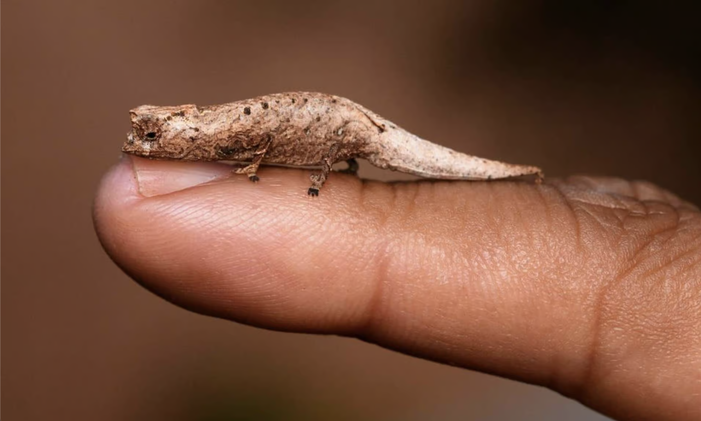  caméléon de Madagascar 