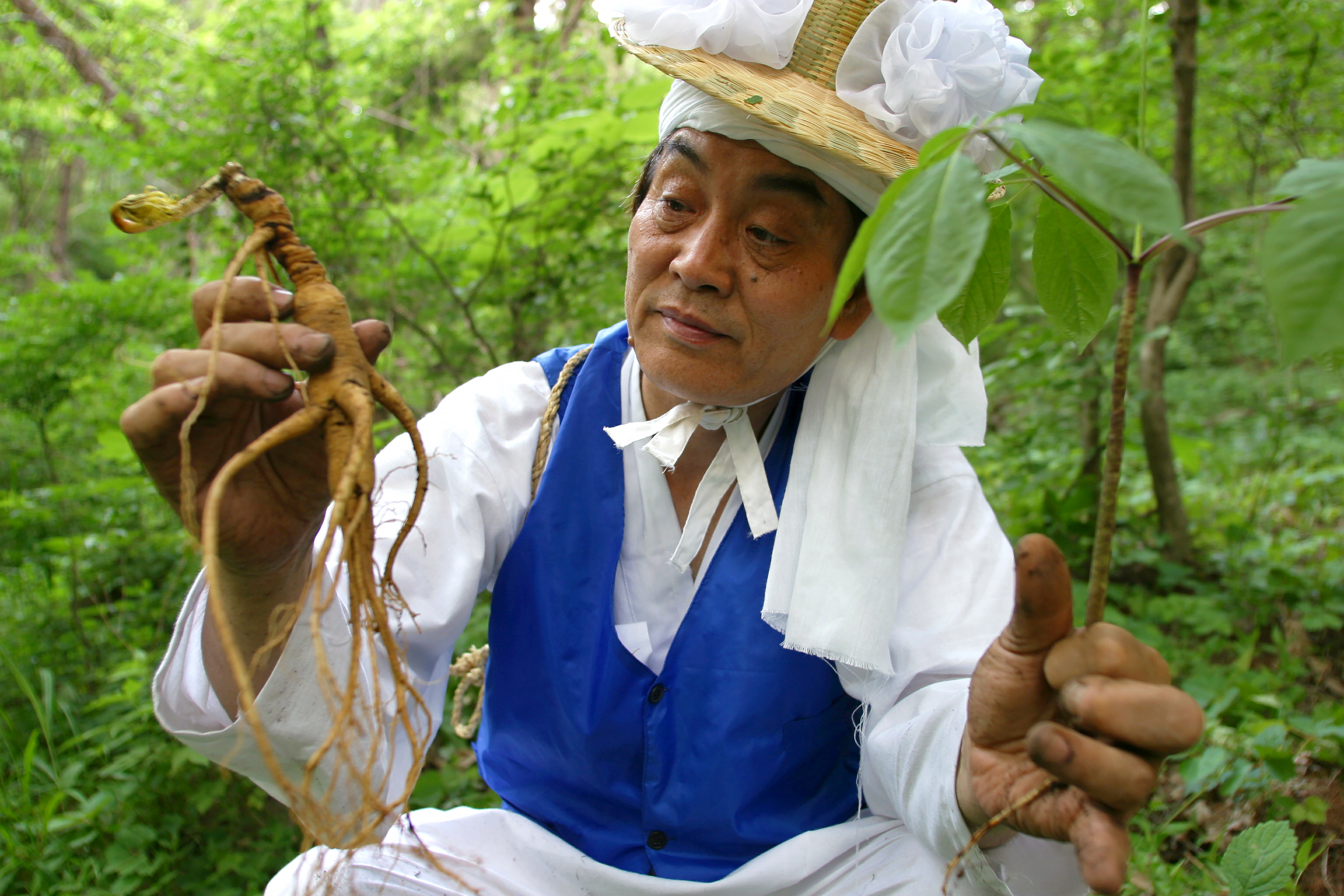  ginseng cueillette 