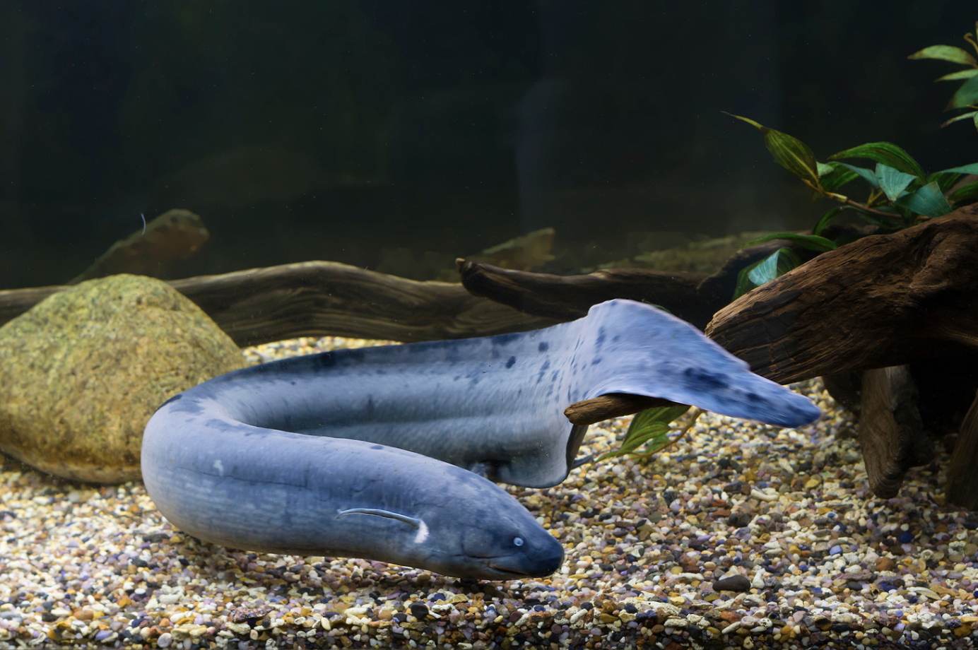  dipneuste poisson génome