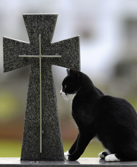 Un chat se rend chaque jour sur la tombe de son maître