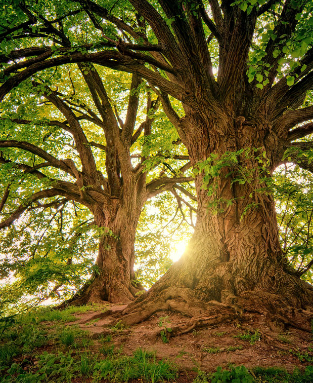 Les arbres : racines du savoir chez les Celtes