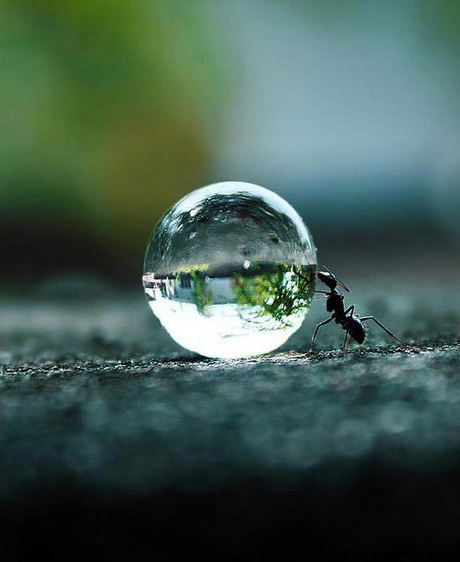 La conscience collective des fourmis