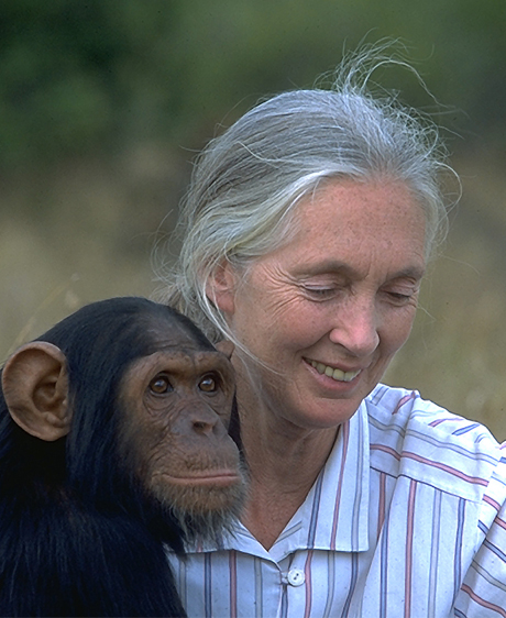 Jane Goodall, l'amie des chimpanzés