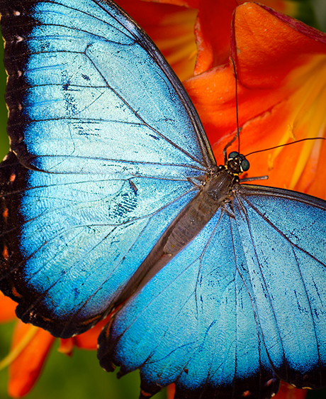 Effet papillon : l’étrange pouvoir des petits riens