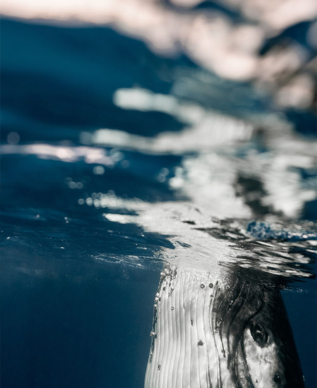 Baleines et CO₂, fuite de la Covid, blé anti-sécheresse, découverte à Gizeh - les brèves du 16/03/23