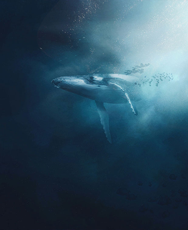 Dispositif anticollision pour les baleines - les brèves du 25/04/24 