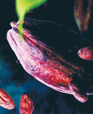 Cacao, un voyage à la rencontre du cœur