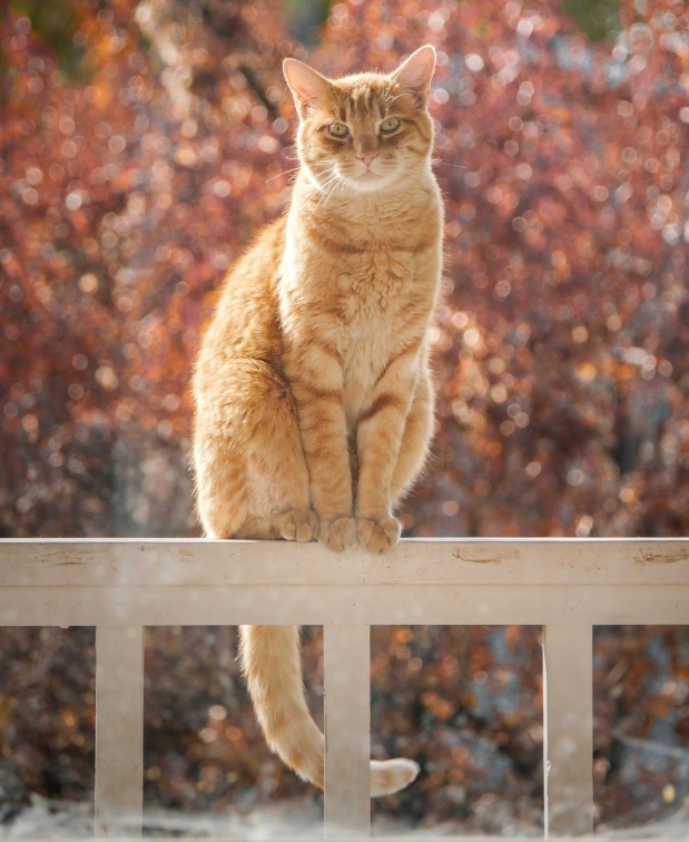 Image de la newsletter