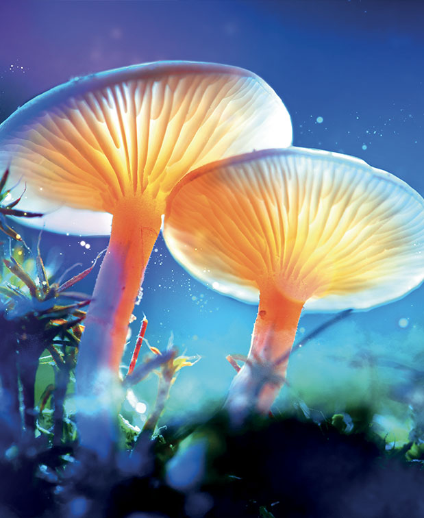 Quand les champignons se révélèrent… magiques