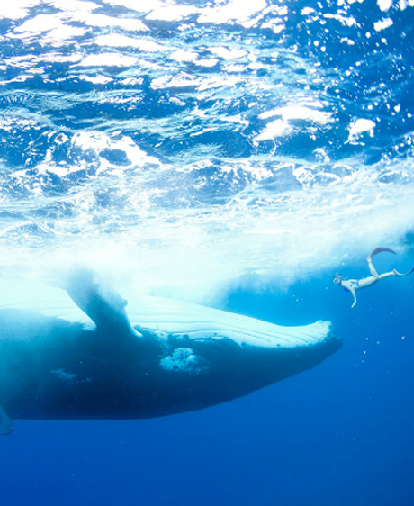 Le mystère du chant des baleines