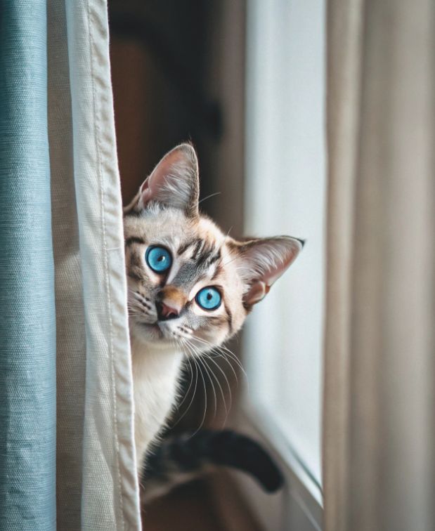 Le chat, votre allié spirituel
