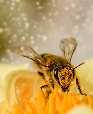 La médecine des abeilles