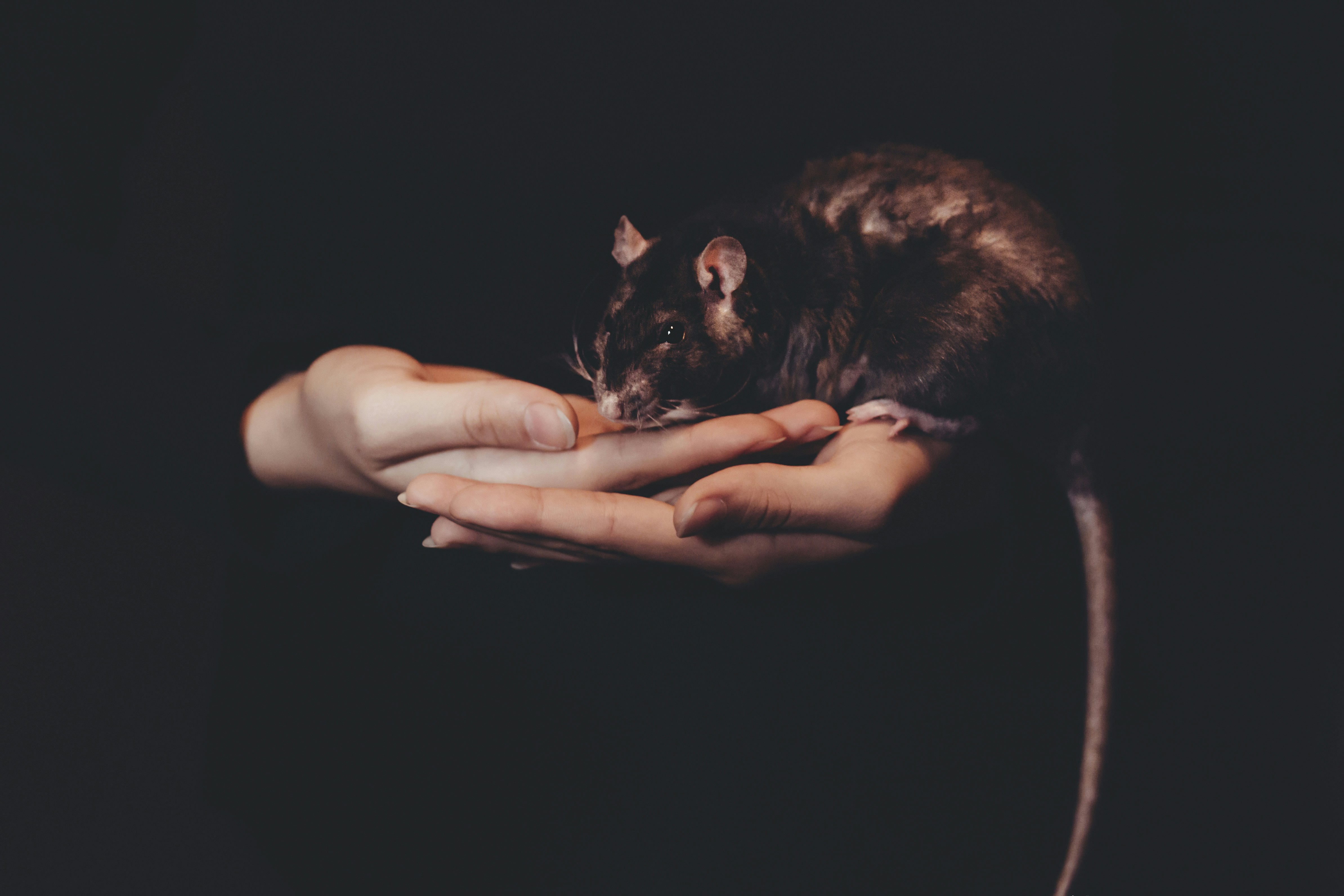 humains animaux microbes