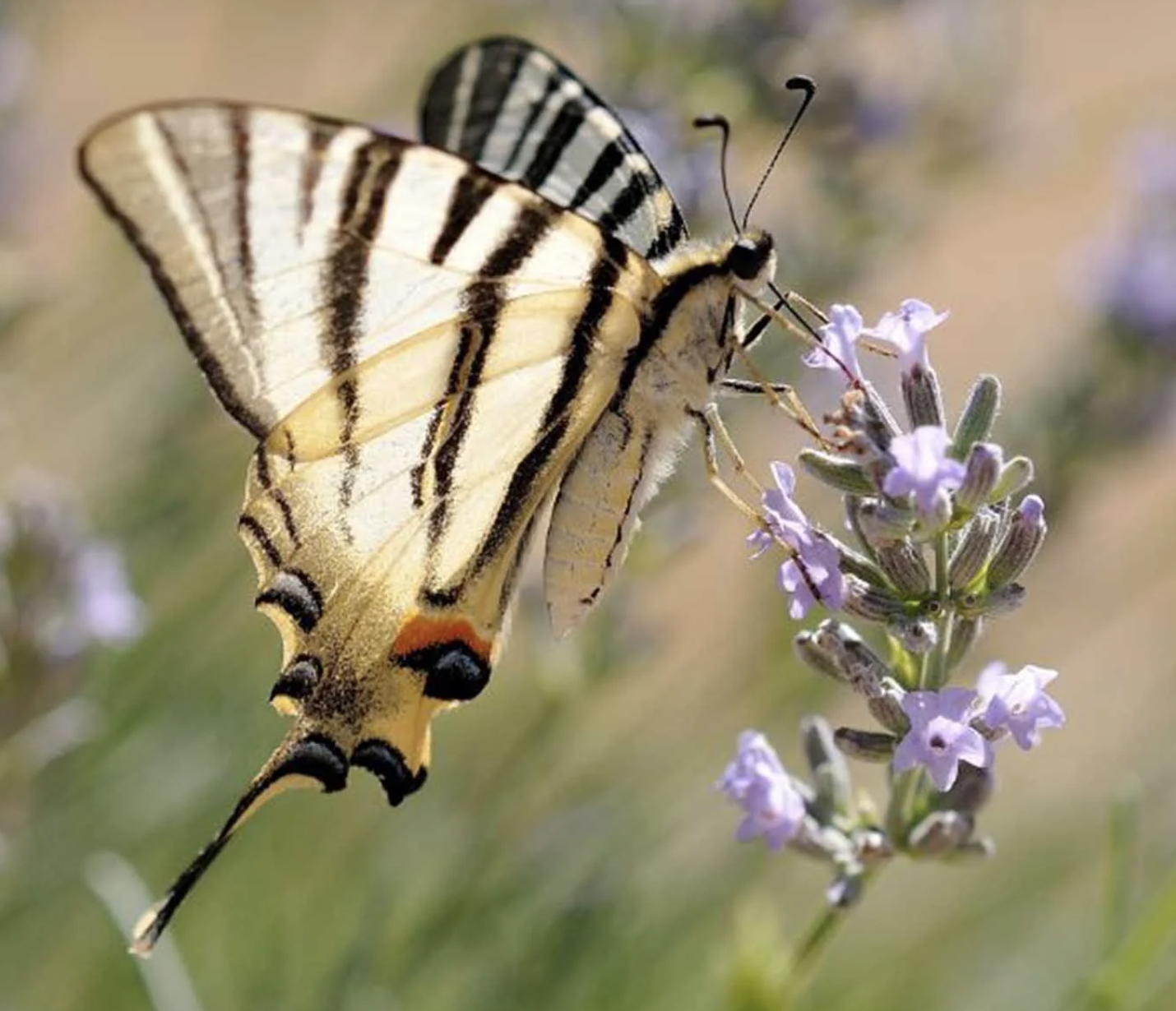 Papillon