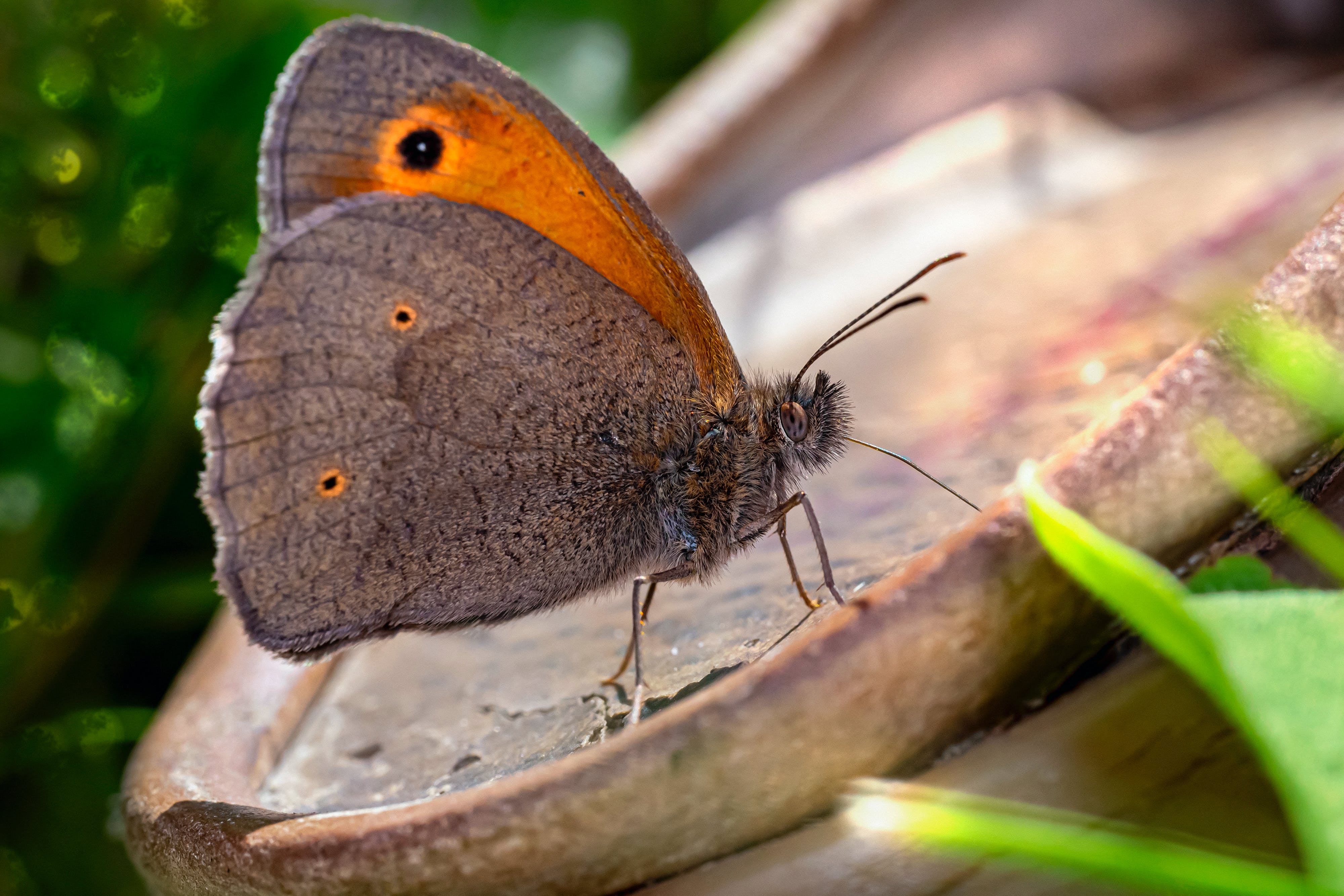 Papillon Myrtil
