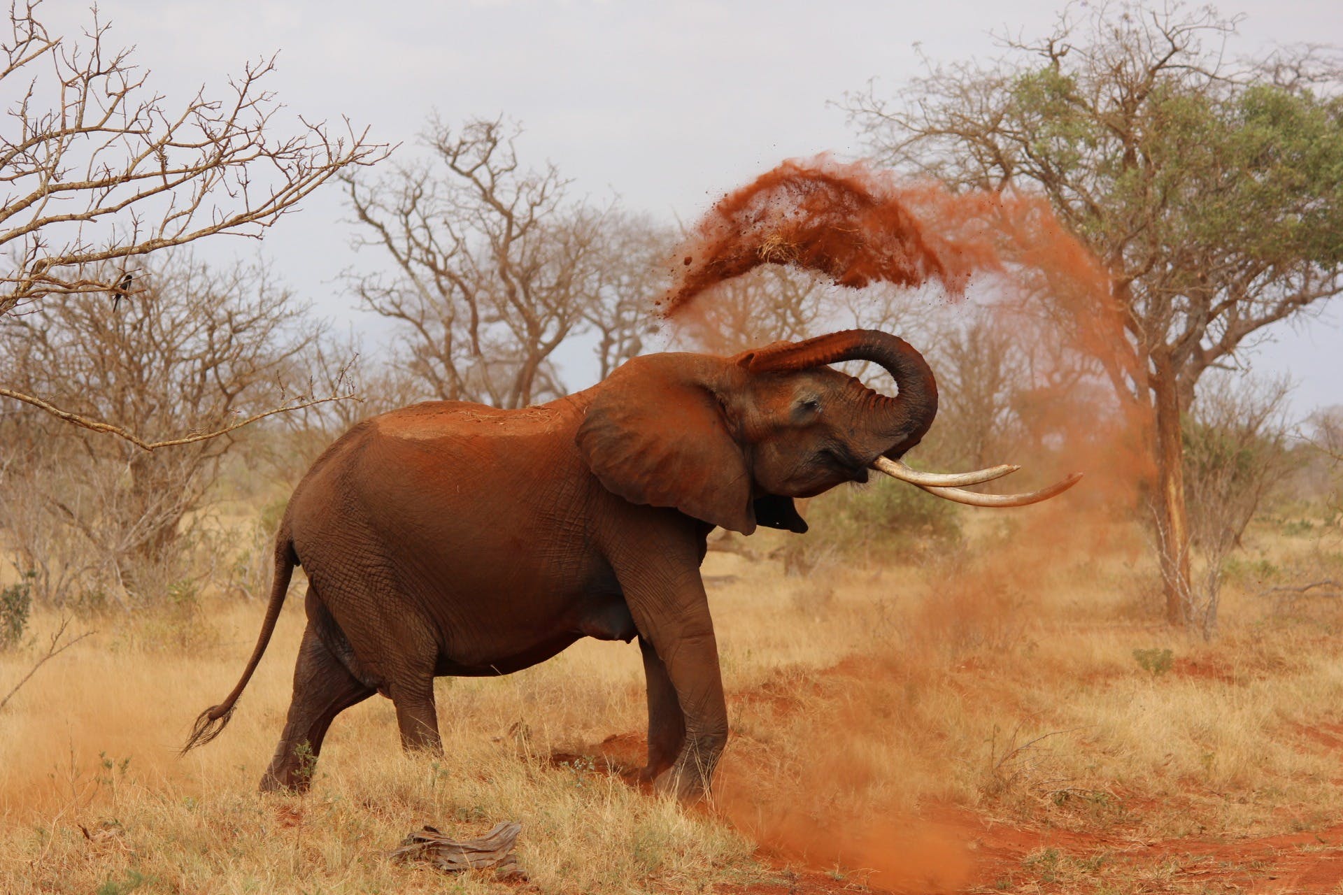 éléphant