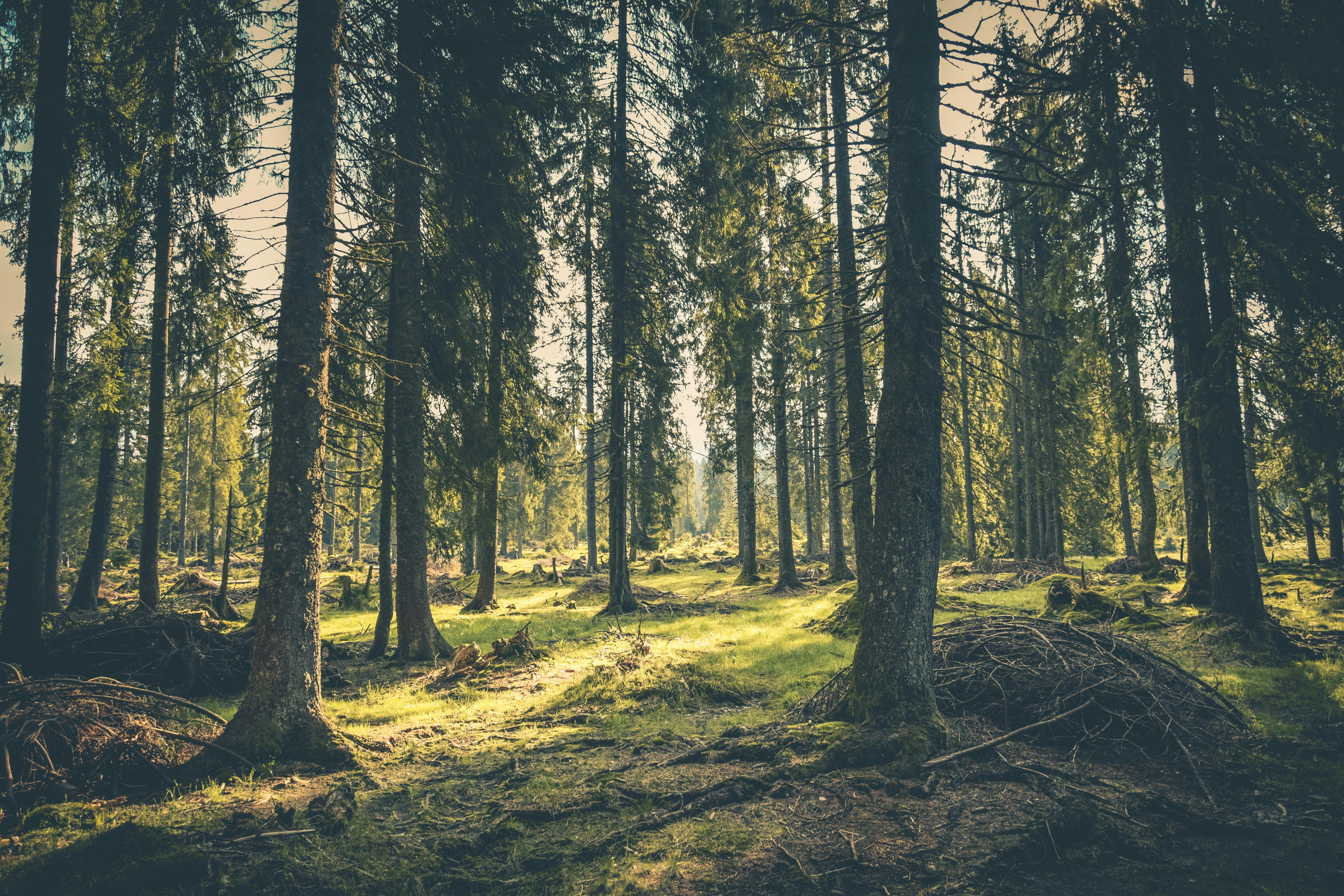 foret