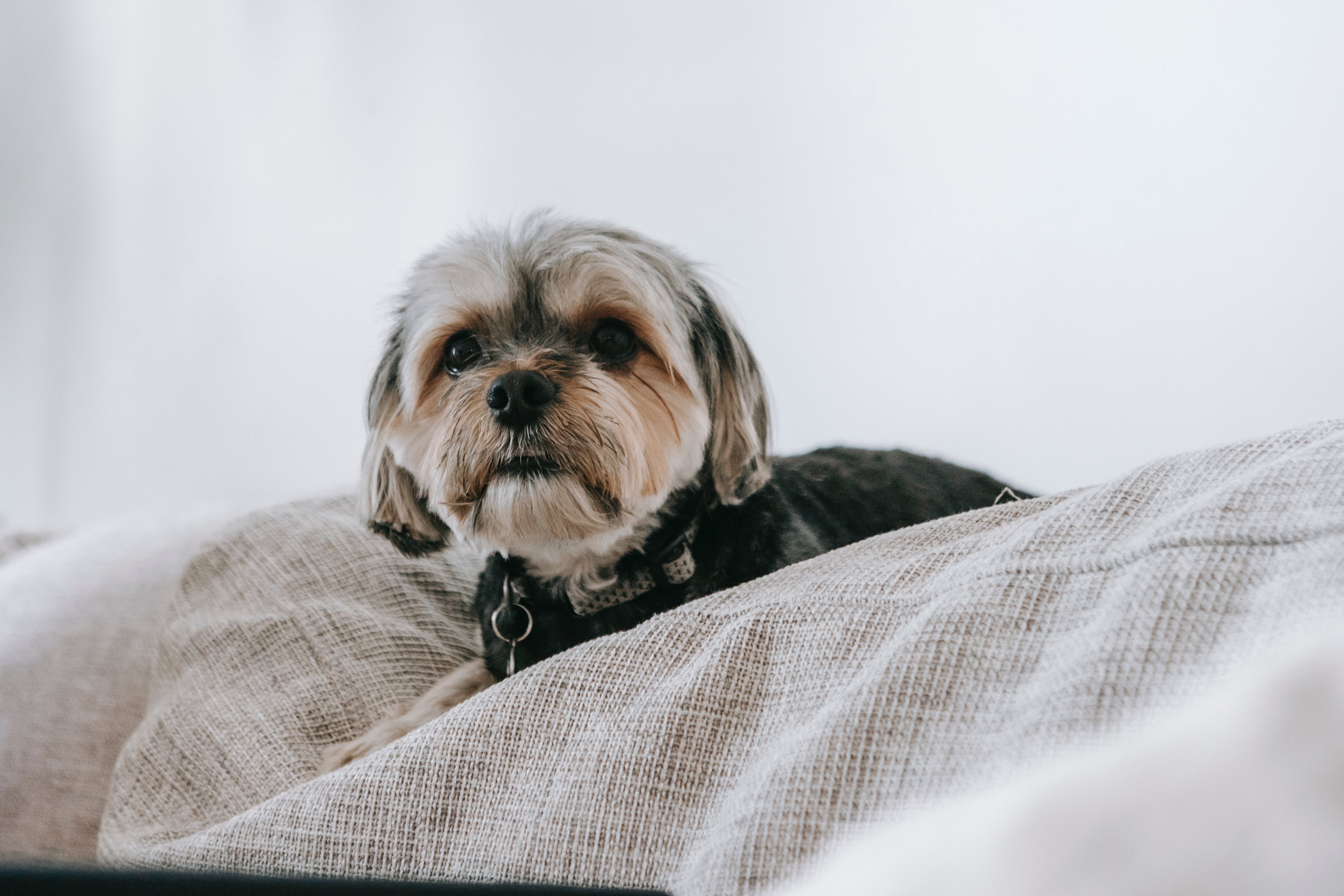 chien sur un lit
