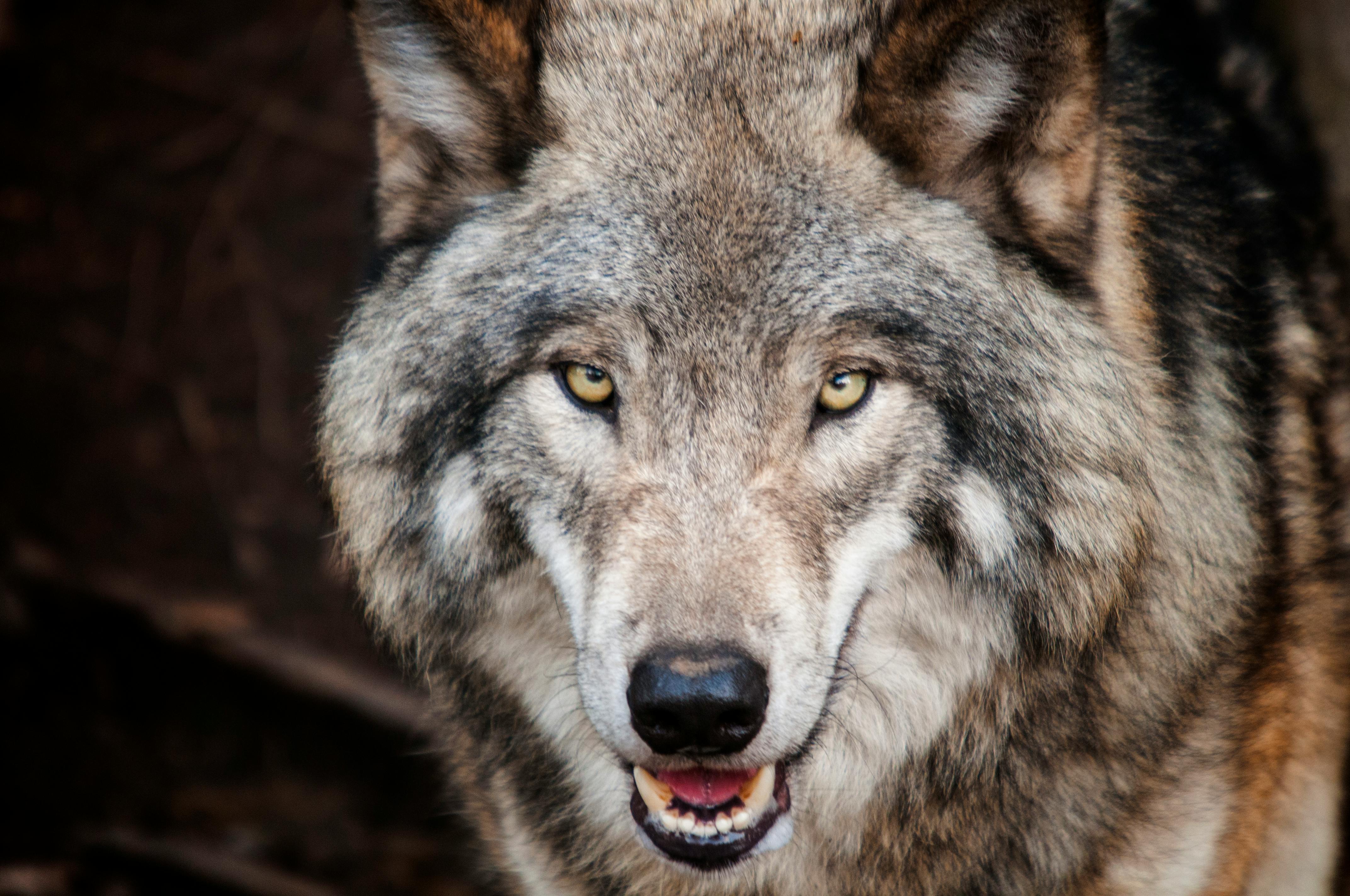 loup