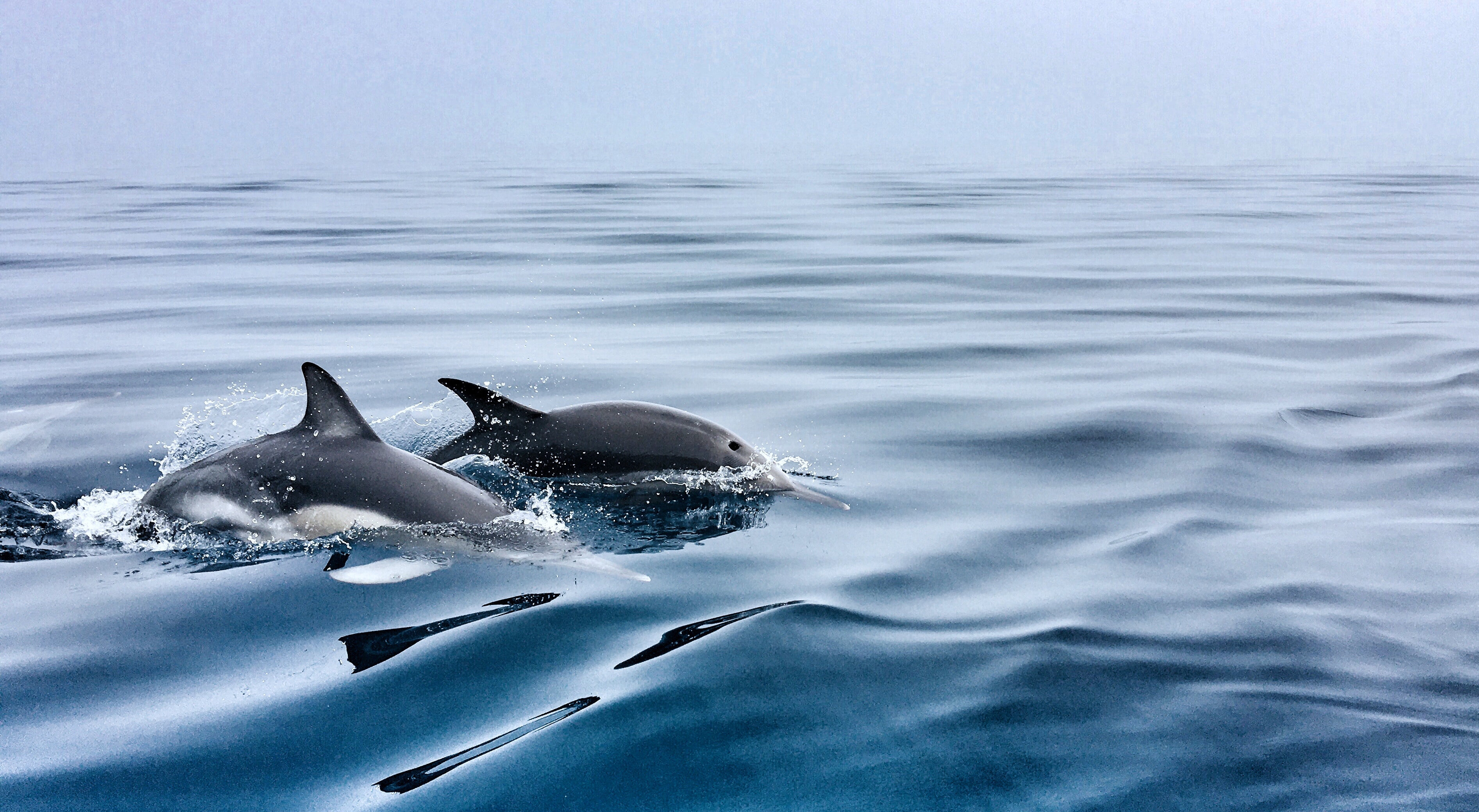 Dauphins