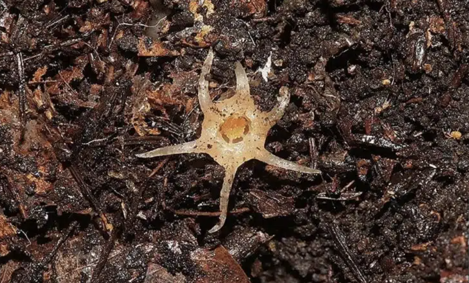 plantecalamar