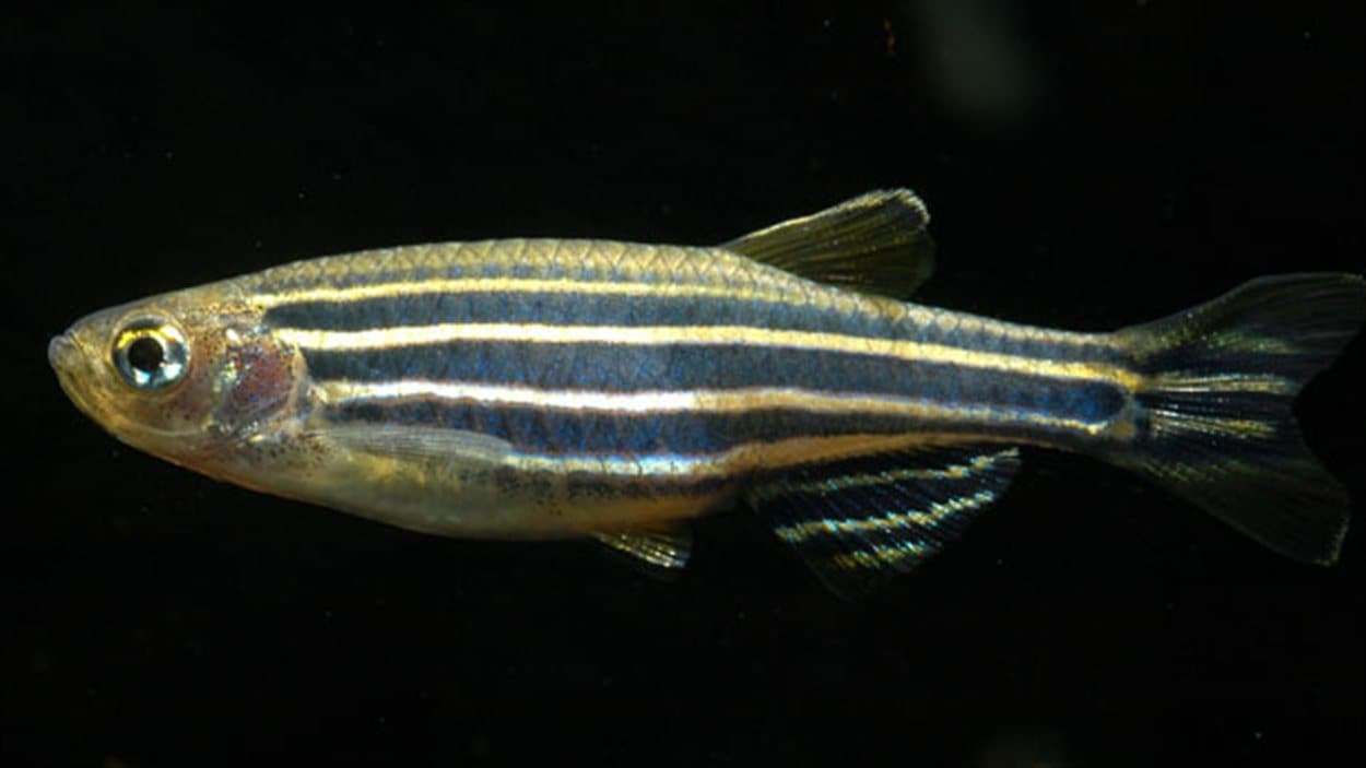 poisson zèbre