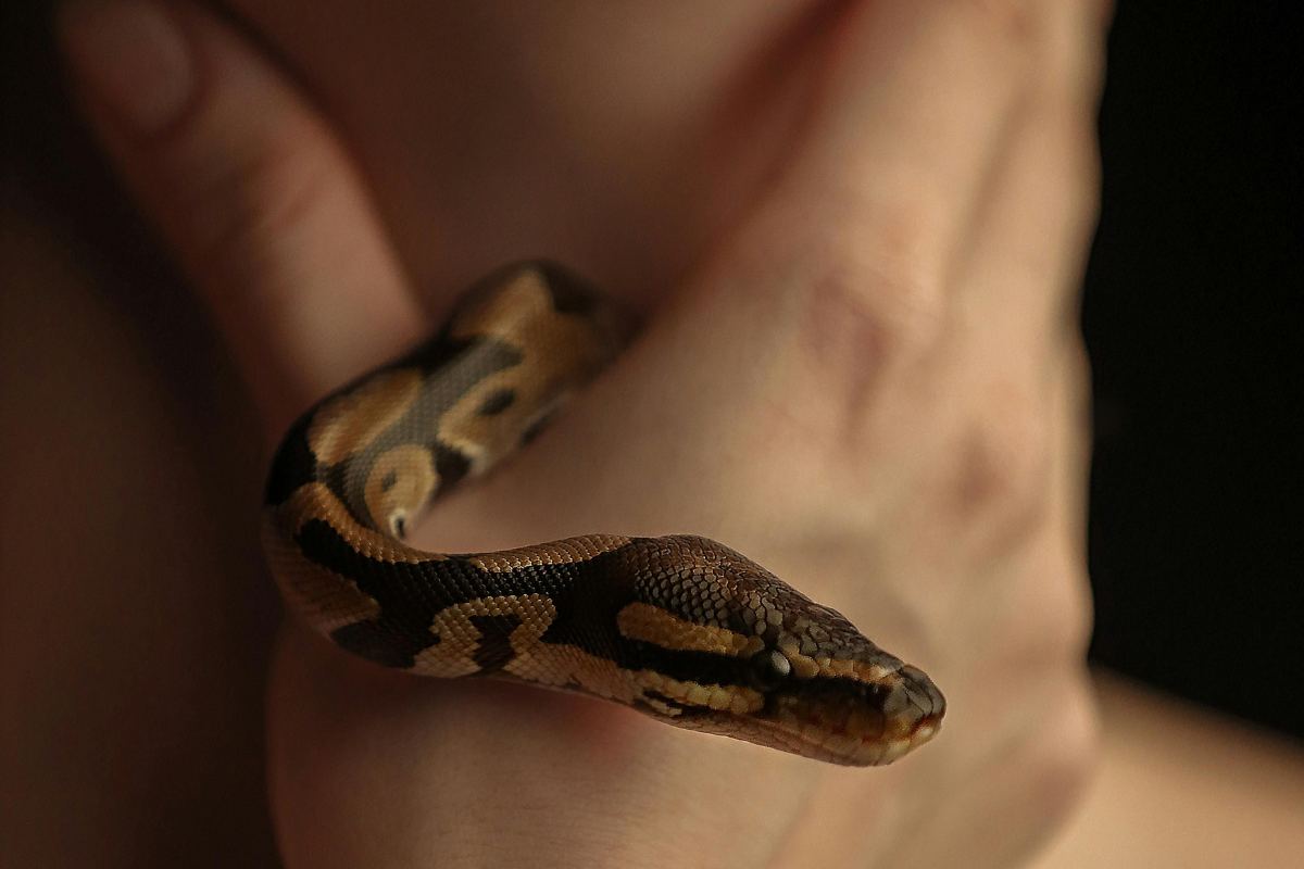 Python royal