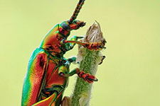 illustration de l'article L’apocalypse des insectes : quelle conscience, pour quelle cohabitation ?