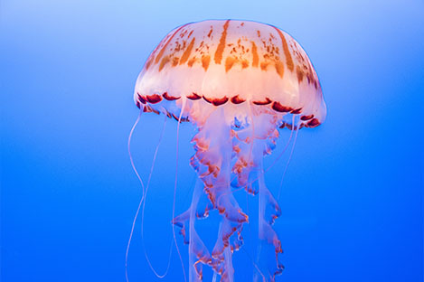 illustration de l'article À quoi pensent les méduses ? - les brèves du 16/11/23