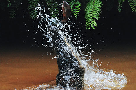 illustration de l'article Frénésie sexuelle chez les crocodiles - les brèves du 26/10/23