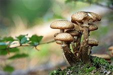 illustration de l'article Les champignons façonnent le monde